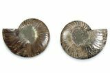 Cut & Polished Ammonite Fossil - Madagascar #377555-1